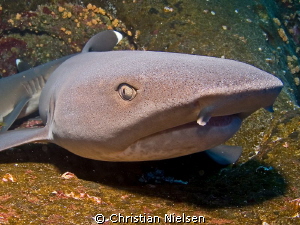 I like the pattern of the shark skin. Must be seen in big... by Christian Nielsen 